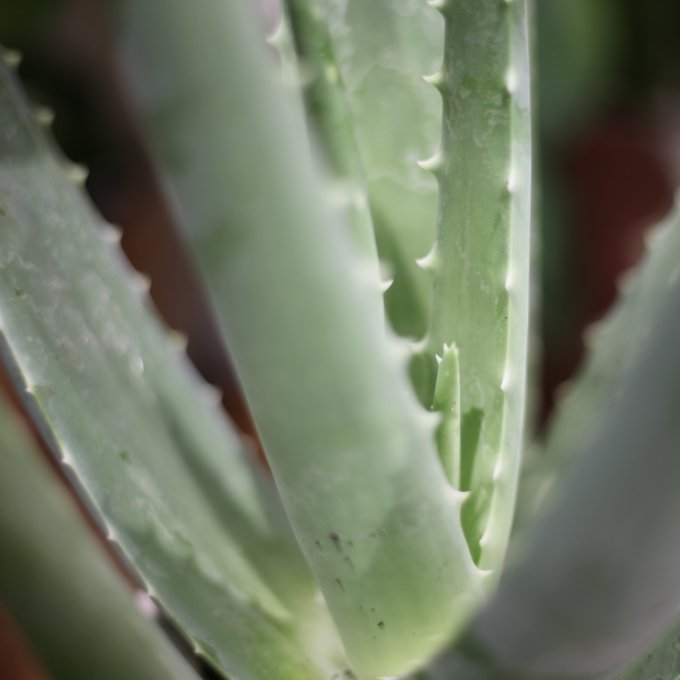 Aloe vera